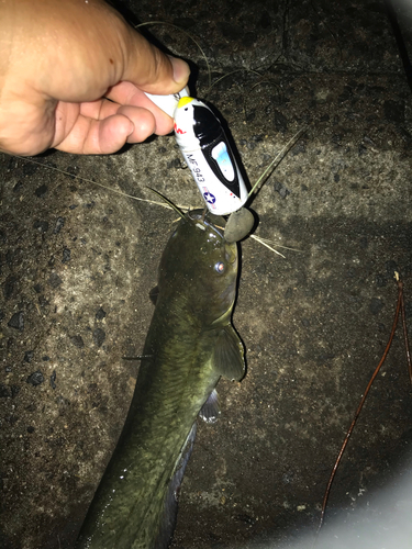 ナマズの釣果