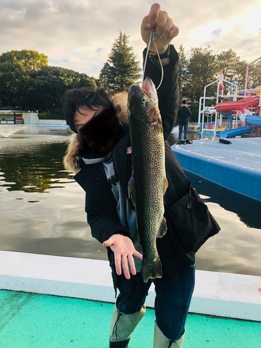 ニジマスの釣果