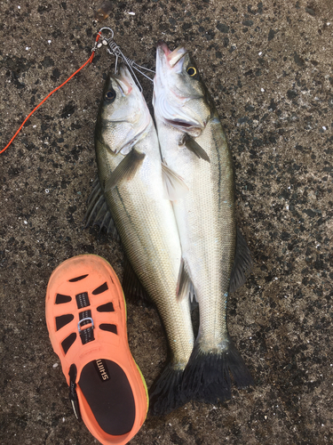 シーバスの釣果