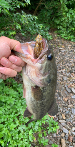 ラージマウスバスの釣果