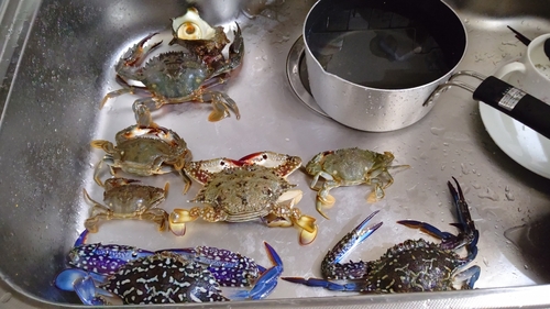 タイワンガザミの釣果