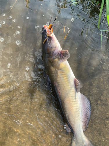 ナマズの釣果