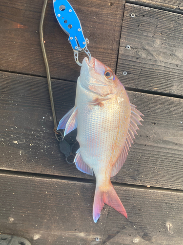 マダイの釣果