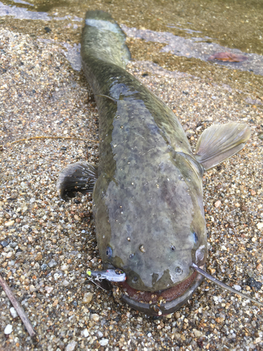 ナマズの釣果