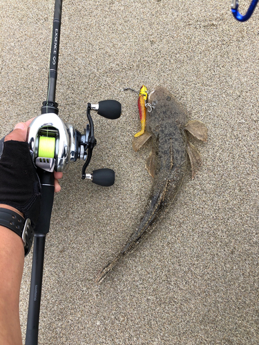 マゴチの釣果