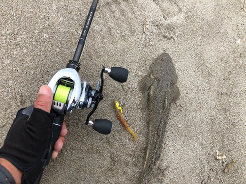 マゴチの釣果