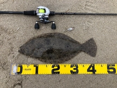 ヒラメの釣果