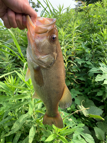 ラージマウスバスの釣果