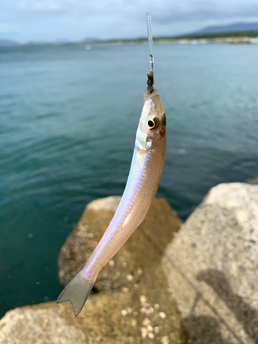 キスの釣果