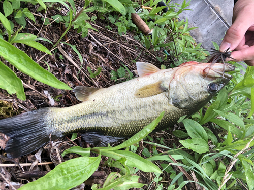 ブラックバスの釣果