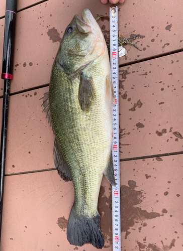 ブラックバスの釣果