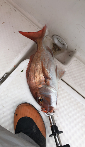 タイの釣果