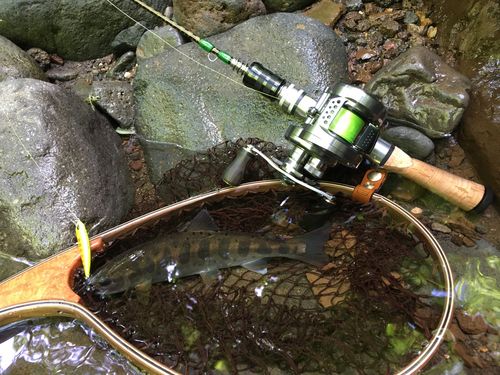 ヤマメの釣果
