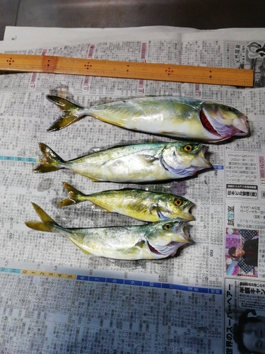 ヒラマサの釣果