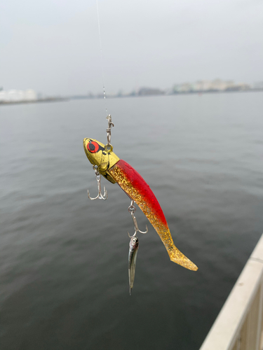 カタクチイワシの釣果