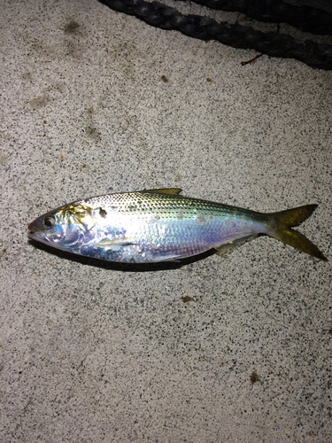 コノシロの釣果