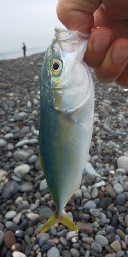 ワカシの釣果