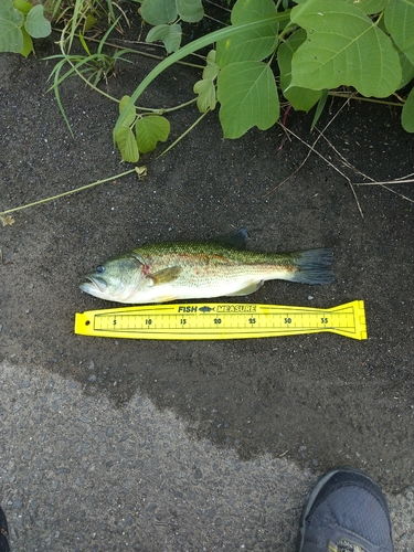 ブラックバスの釣果