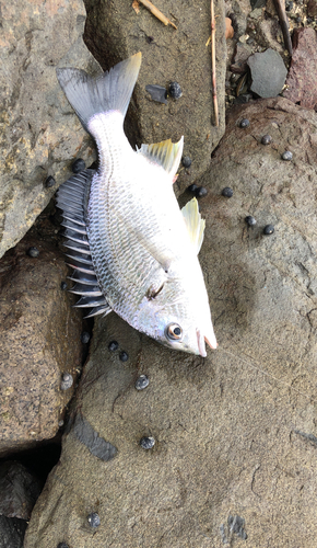 キビレの釣果