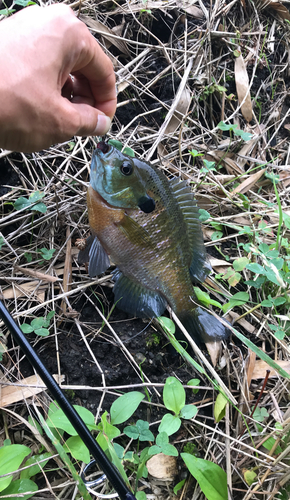 ブルーギルの釣果