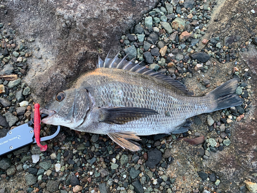 チヌの釣果