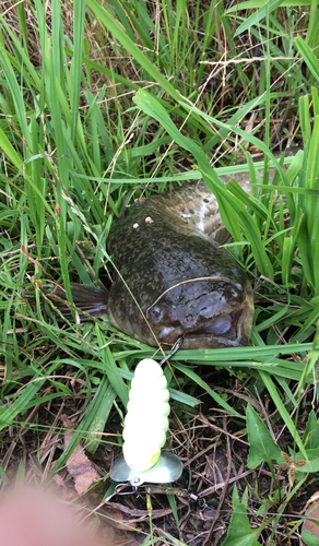 マナマズの釣果