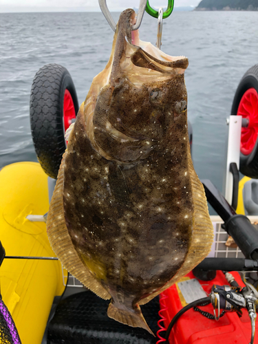 ヒラメの釣果