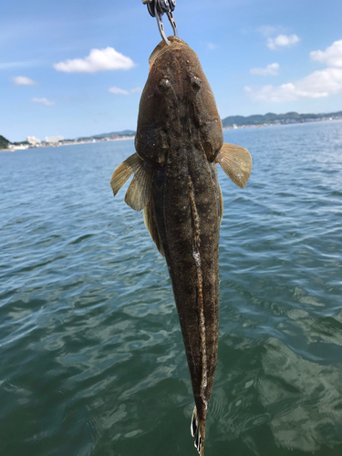 マゴチの釣果