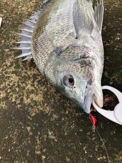 チヌの釣果