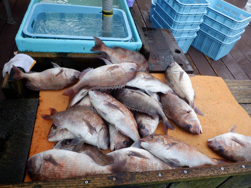 マダイの釣果