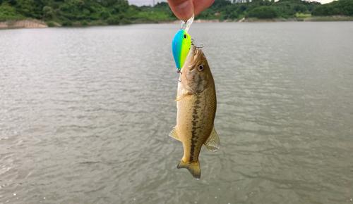 ラージマウスバスの釣果