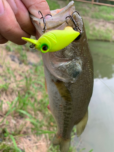 ブラックバスの釣果