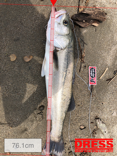 シーバスの釣果