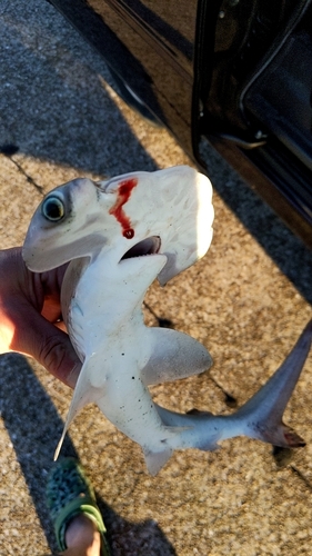 シュモクザメの釣果