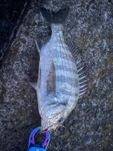 チヌの釣果