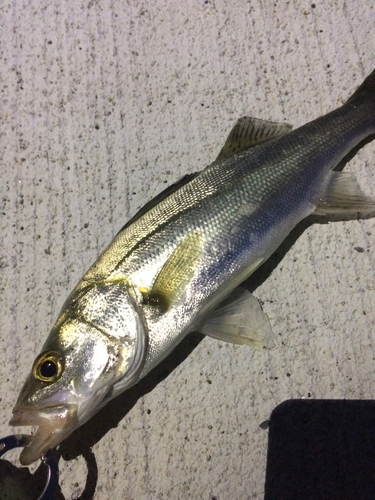 セッパ（マルスズキ）の釣果