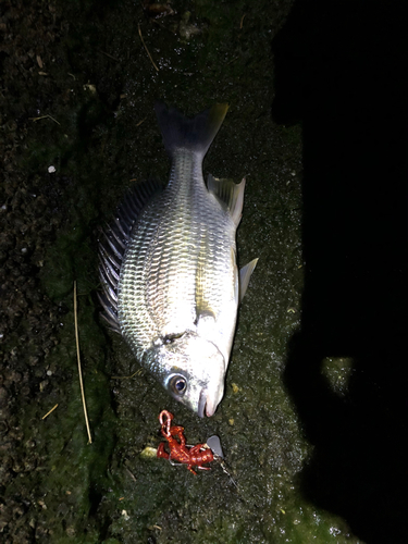 キビレの釣果