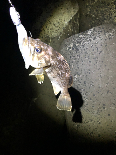 ソイの釣果