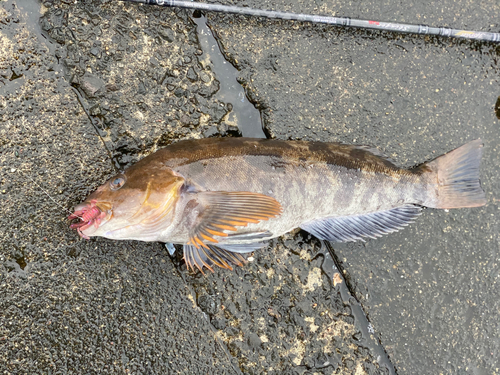 アイナメの釣果