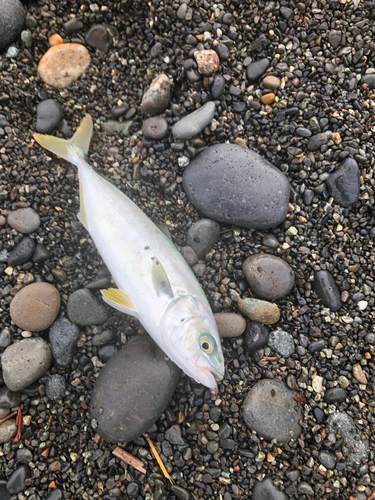 ワカシの釣果