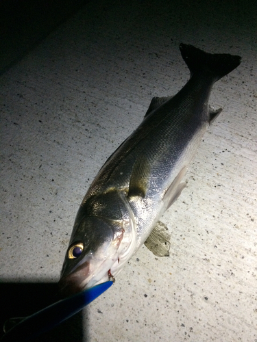 スズキの釣果