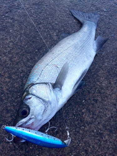 ヒラスズキの釣果