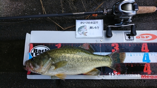 ブラックバスの釣果