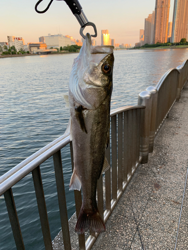 セイゴ（マルスズキ）の釣果