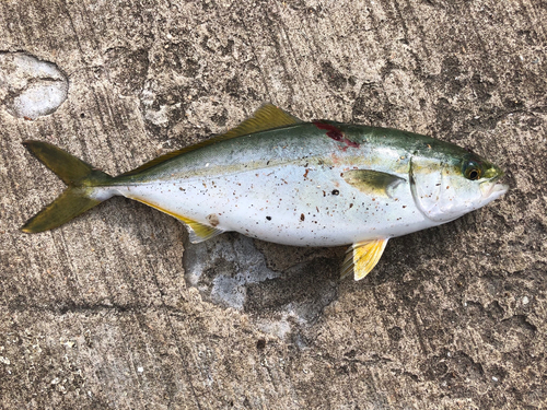 ワカシの釣果