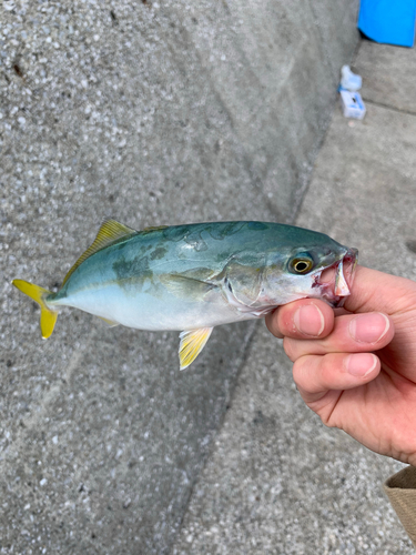 ツバスの釣果