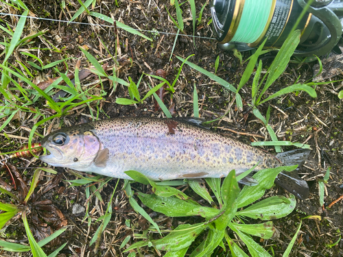 ニジマスの釣果