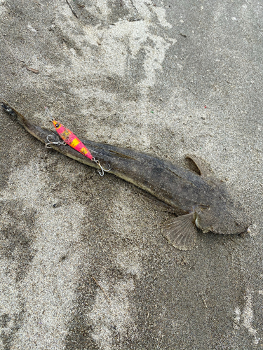 マゴチの釣果