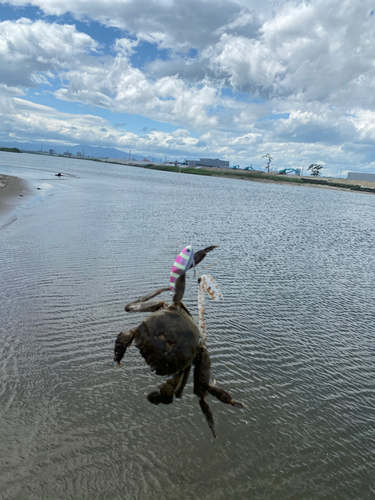 カニの釣果