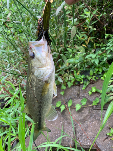 ラージマウスバスの釣果